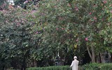 Tím biếc một góc trời Hà Nội